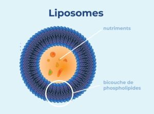 Vitamine C liposomale : qu’est-ce que c’est exactement ?